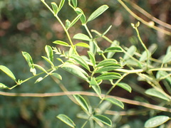Indigofera suffruticosa