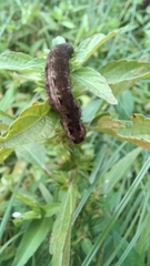 Spodoptera dolichos