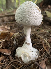 Amanita abrupta