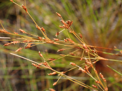Bulbostylis ciliatifolia
