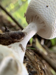 Amanita abrupta