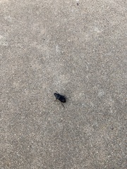 Harpalus caliginosus