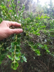Ilex kunthiana