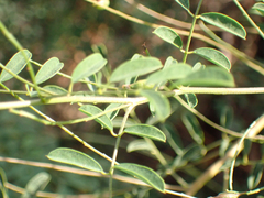 Indigofera suffruticosa