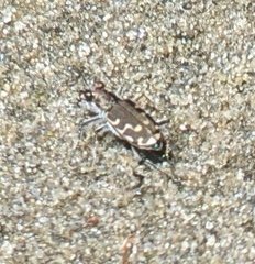 Cicindela repanda