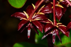 Asclepias melantha