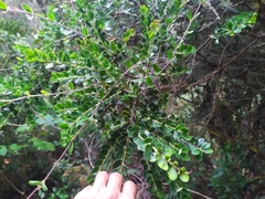 Ilex kunthiana