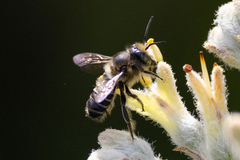 Megachile mendica