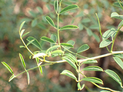 Indigofera suffruticosa