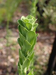 Carphephorus corymbosus