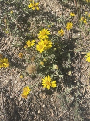 Heterotheca hirsutissima