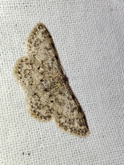 Idaea cervantaria