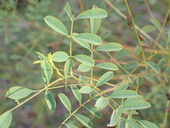 Indigofera