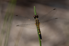 Erythrodiplax minuscula