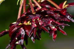 Asclepias melantha
