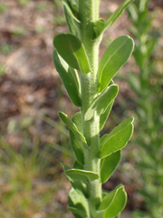 Carphephorus corymbosus