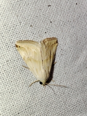 Eublemma ostrina