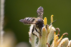 Megachile mendica
