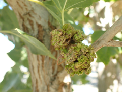 Aceria parapopuli