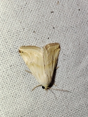 Eublemma ostrina