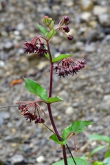 Asclepias melantha