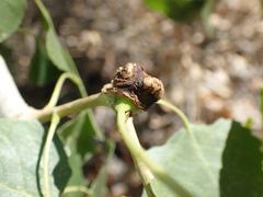 Pemphigus populicaulis