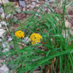 Cymopterus lemmonii