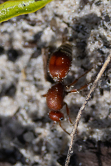 Dasymutilla ursus