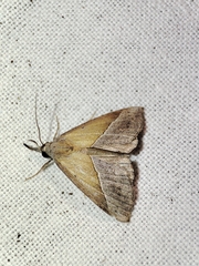 Hypena lividalis
