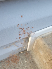 Latrodectus