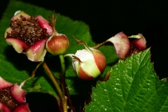Rubus trilobus