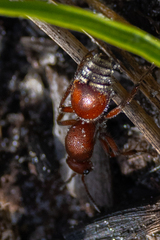 Dasymutilla ursus