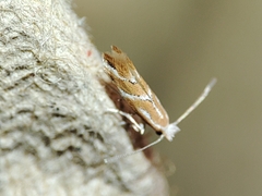 Phyllonorycter millierella
