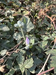 Malacothamnus fasciculatus