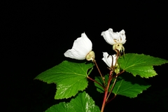 Rubus trilobus