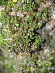 Orthotrichum