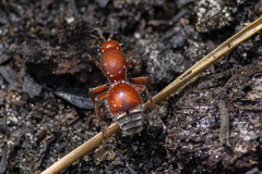 Dasymutilla ursus