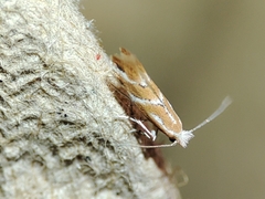 Phyllonorycter millierella