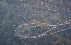 Carybdea brevipedalia