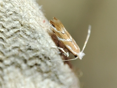 Phyllonorycter millierella