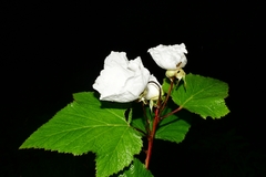 Rubus trilobus