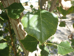Populus fremontii