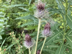 Cirsium edule