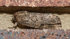 Spodoptera exigua