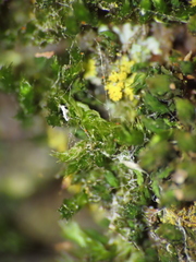 Orthotrichum