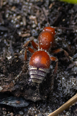 Dasymutilla ursus
