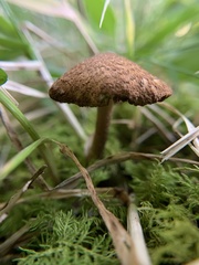 Flammulaster erinaceellus