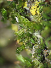 Orthotrichum