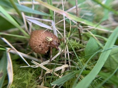 Flammulaster erinaceellus