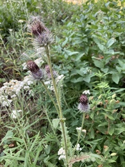 Cirsium edule